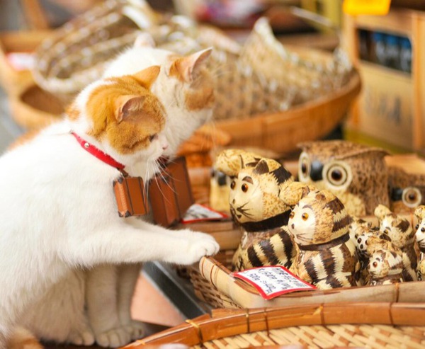 C&ugrave;ng đi tham quan đất nước Nhật Bản trong năm mới với hai ch&uacute; m&egrave;o dễ thương 17