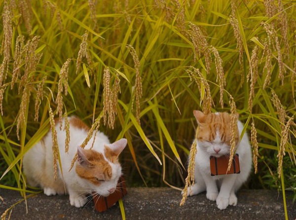 Cùng đi tham quan đất nước Nhật Bản trong năm mới với hai chú mèo dễ thương 18