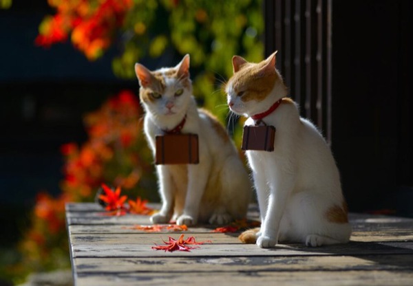 Cùng đi tham quan đất nước Nhật Bản trong năm mới với hai chú mèo dễ thương 21