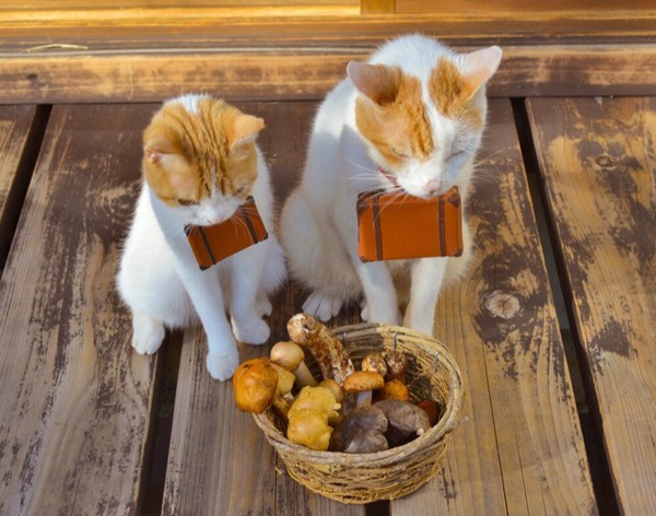 Cùng đi tham quan đất nước Nhật Bản trong năm mới với hai chú mèo dễ thương 23
