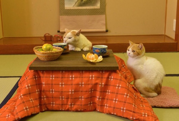C&ugrave;ng đi tham quan đất nước Nhật Bản trong năm mới với hai ch&uacute; m&egrave;o dễ thương 28