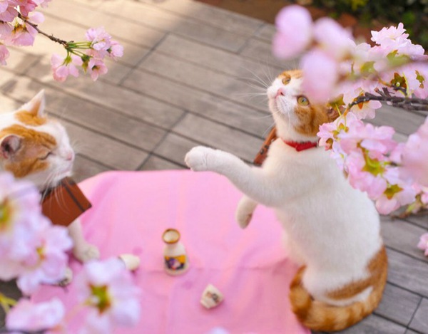 Cùng đi tham quan đất nước Nhật Bản trong năm mới với hai chú mèo dễ thương 4