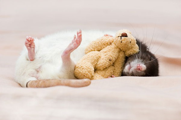 3 chú chuột nhỏ bên gấu bông làm tan chảy trái tim của những người yêu động vật 6