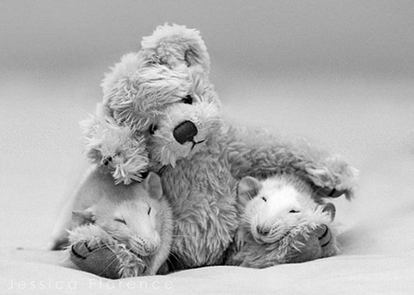 3 chú chuột nhỏ bên gấu bông làm tan chảy trái tim của những người yêu động vật 11