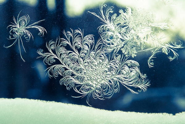 Ấn tượng với những bông hoa tuyết và cây xanh giữa mùa băng giá 11