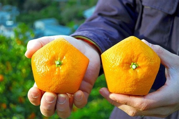 Chiêm ngưỡng những quả cam ngũ giác độc đáo tới từ Nhật Bản 1