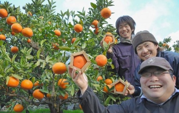 Chiêm ngưỡng những quả cam ngũ giác độc đáo tới từ Nhật Bản 4