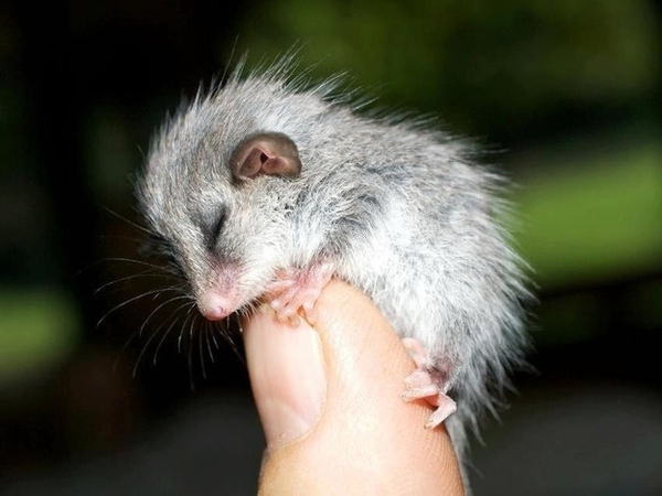 Chân dung 25 sinh vật dễ thương nhất tới từ Australia 1