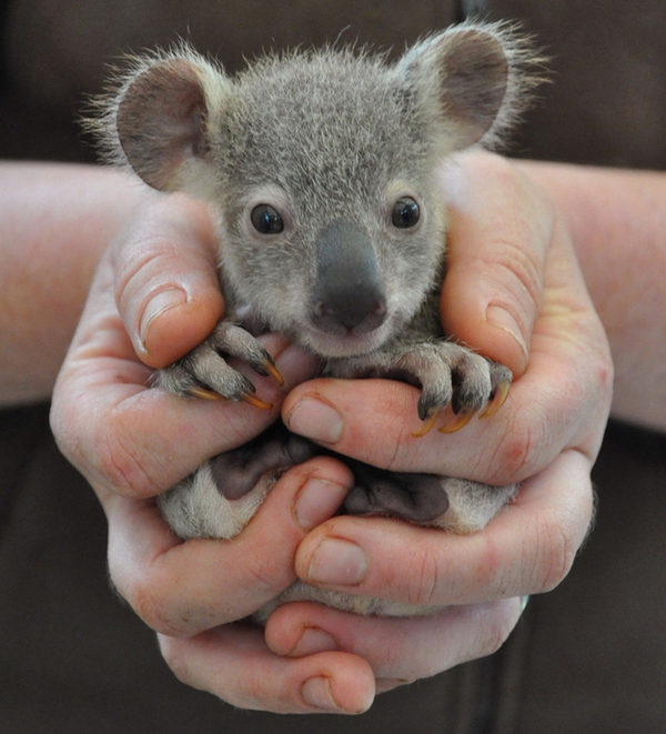Chân dung 25 sinh vật dễ thương nhất tới từ Australia 6