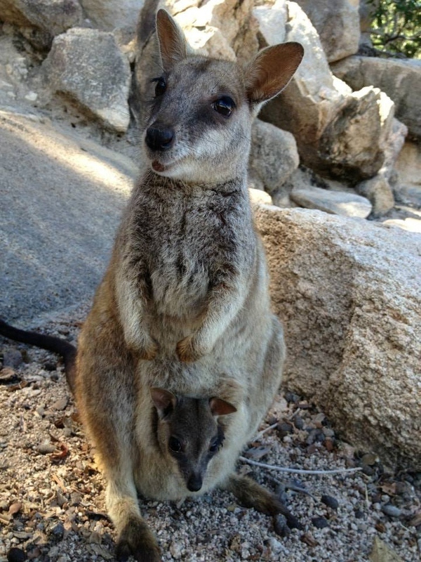 Chân dung 25 sinh vật dễ thương nhất tới từ Australia 9