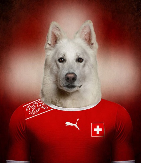 Hài hước với những bức hình loài chó đại diện cho đội tuyển quốc gia 5