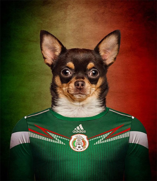 Hài hước với những bức hình loài chó đại diện cho đội tuyển quốc gia 10