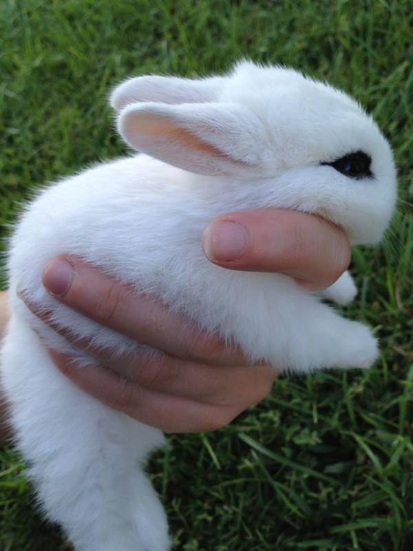 Gặp gỡ Dwarf Hotot, lo&agrave;i thỏ "kẻ mắt" dễ thương nhất thế giới 4