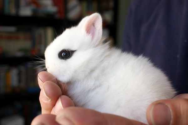 Gặp gỡ Dwarf Hotot, lo&agrave;i thỏ "kẻ mắt" dễ thương nhất thế giới 12