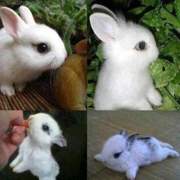 Gặp gỡ Dwarf Hotot, lo&agrave;i thỏ "kẻ mắt" dễ thương nhất thế giới 13