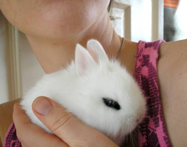 Gặp gỡ Dwarf Hotot, loài thỏ "kẻ mắt" dễ thương nhất thế giới 15