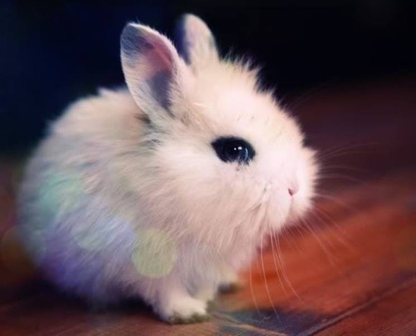 Gặp gỡ Dwarf Hotot, lo&agrave;i thỏ "kẻ mắt" dễ thương nhất thế giới 8