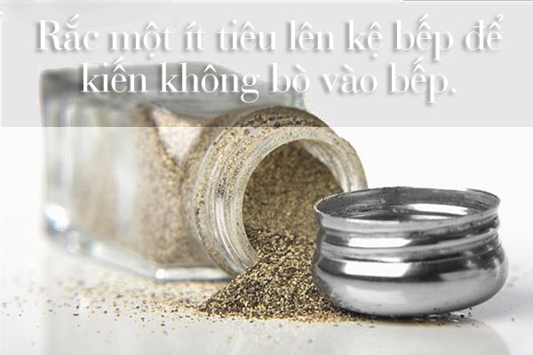 Bí kíp đuổi muỗi, kiến, gián hiệu quả mà an toàn 6