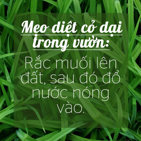 Bỏ túi các mẹo gia đình tiện dụng của muối 5