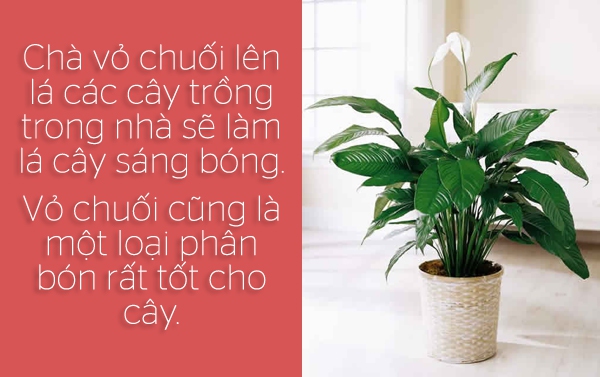 6 tiện ích "không ngờ tới" của vỏ chuối 2