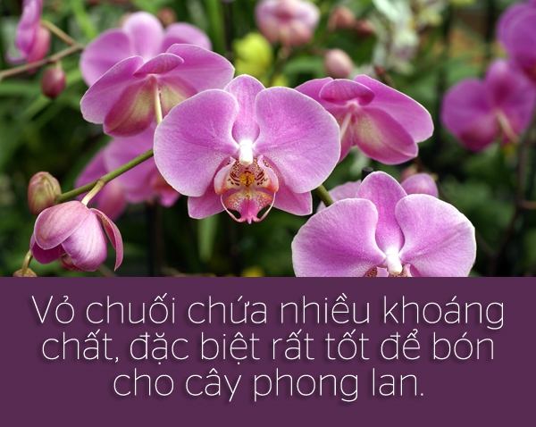 6 tiện ích "không ngờ tới" của vỏ chuối 5