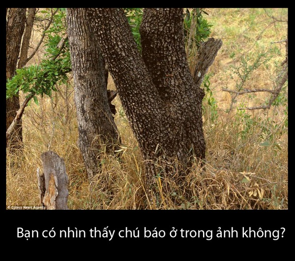 Bạn thấy gì? 1