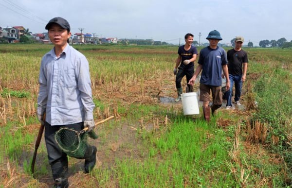 Kiếm nửa triệu mỗi ng&agrave;y nhờ bắt chuột đồng ở ngoại th&agrave;nh H&agrave; Nội 1