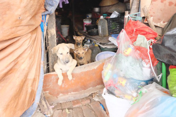Hà Nội: Cặp vợ chồng sống trong túp lều xập xệ, cưu mang gần 20 con chó 9