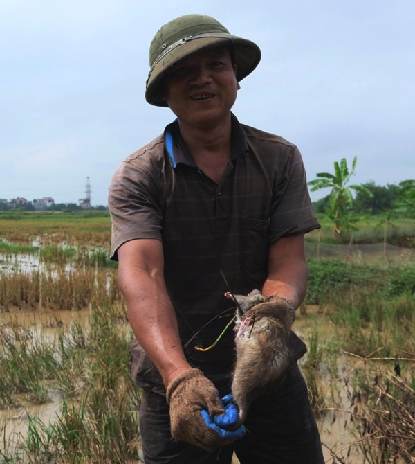 Kiếm nửa triệu mỗi ng&agrave;y nhờ bắt chuột đồng ở ngoại th&agrave;nh H&agrave; Nội 13