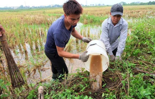 Kiếm nửa triệu mỗi ng&agrave;y nhờ bắt chuột đồng ở ngoại th&agrave;nh H&agrave; Nội 5