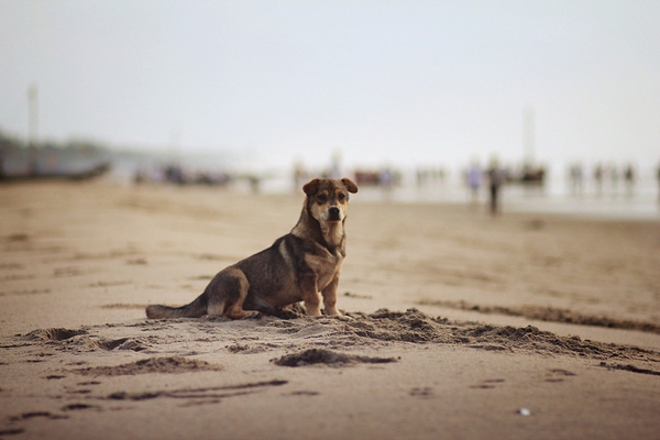 Đăng 1.000 bức ảnh những chú chó siêu dễ thương để phản đối việc ăn thịt chó 6