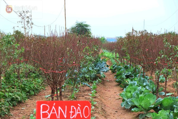 Hà Nội: Đào Nhật Tân nở rực rỡ cận tết Dương lịch 9