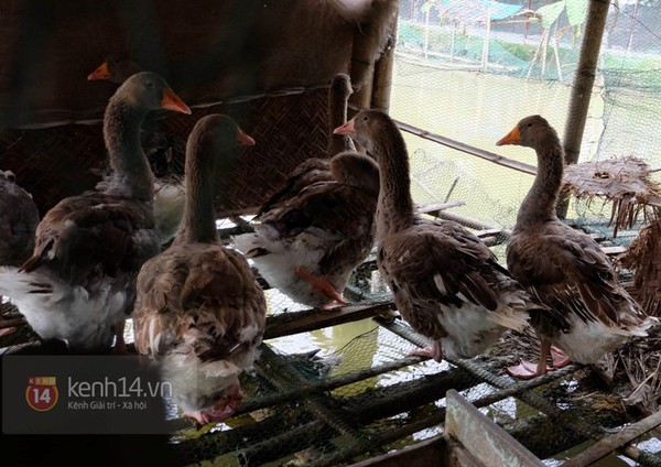 Cận cảnh trang trại choáng ngợp của "vua chim" ở Hà Nội 18