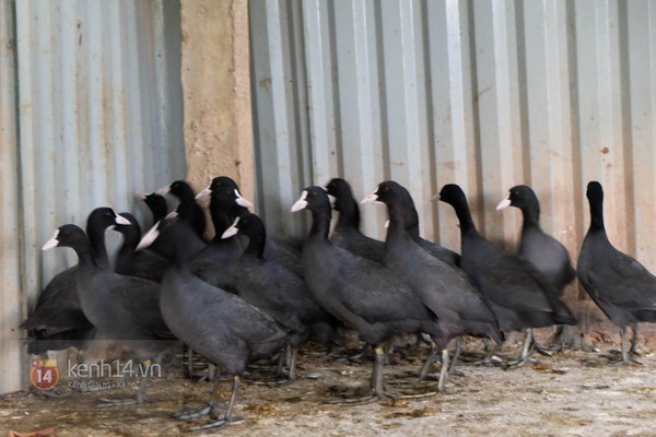 Cận cảnh trang trại choáng ngợp của "vua chim" ở Hà Nội 20
