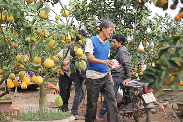 Khu vườn cây ngũ quả có "1-0-2" của lão nông Hà thành 26