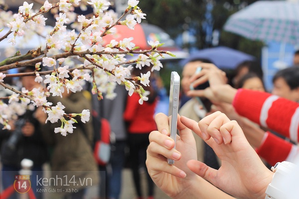 Nam thanh, nữ tú Hà thành đội mưa tham dự lễ hội hoa anh đào 2014 7