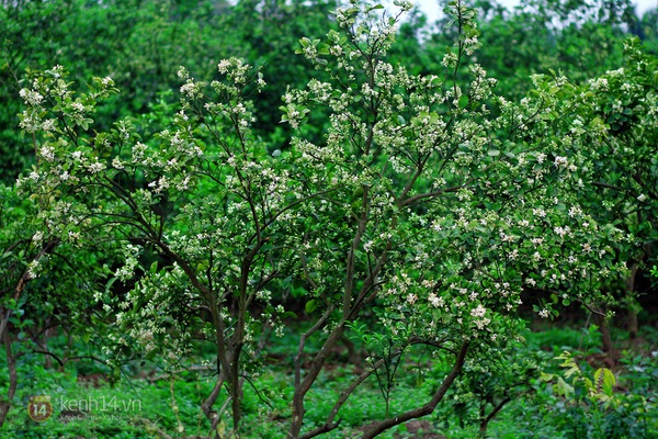 Ngất ngây với vẻ đẹp của "thiên đường" hoa bưởi giữa lòng Hà Nội 17