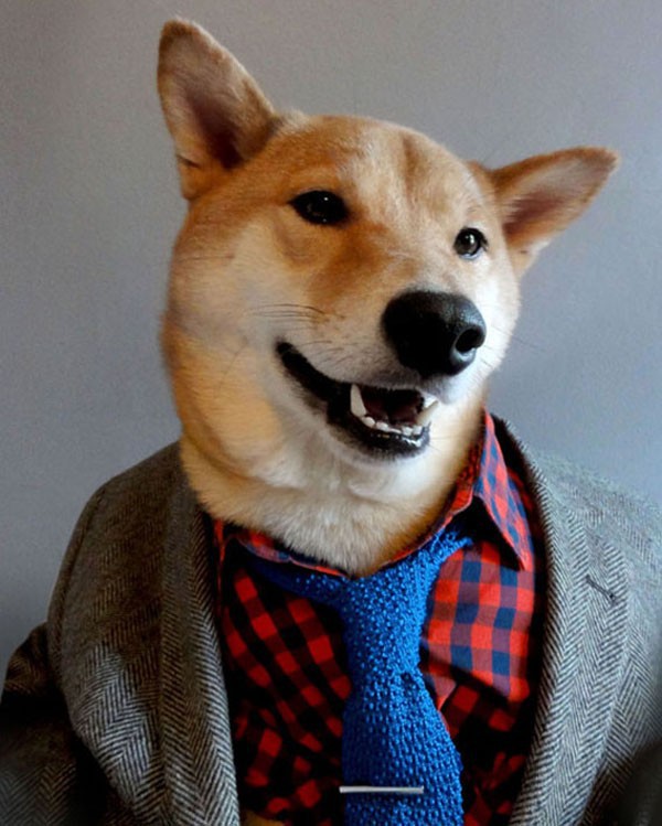 Chú chó thời trang nhất thế giới mạng 2