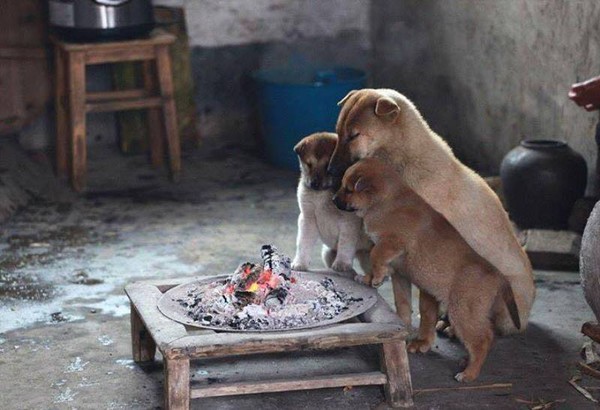 Đăng 1.000 bức ảnh những chú chó siêu dễ thương để phản đối việc ăn thịt chó 3