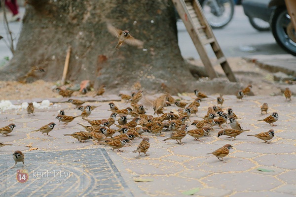 Người đàn bà hơn 20 năm "thạo" nuôi chim trời trên phố Hà Nội 7