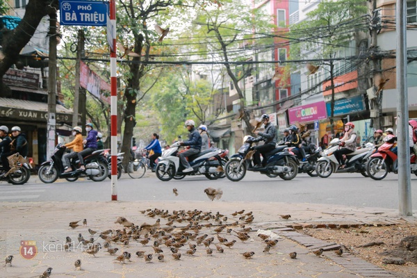 Người đàn bà hơn 20 năm "thạo" nuôi chim trời trên phố Hà Nội 8