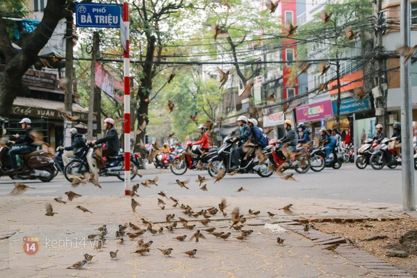 Người đàn bà hơn 20 năm "thạo" nuôi chim trời trên phố Hà Nội 9