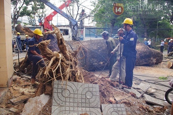 Sài Gòn: Cổ thụ bật gốc, hàng chục cột điện ngã đổ gây hoảng loạn 1
