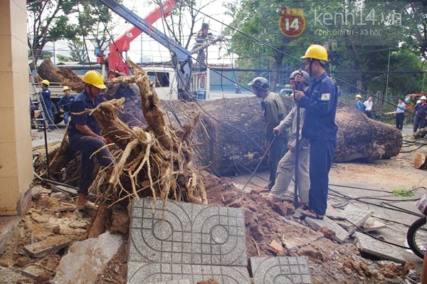 S&agrave;i G&ograve;n: Cổ thụ bật gốc, h&agrave;ng chục cột điện ng&atilde; đổ g&acirc;y hoảng loạn 1