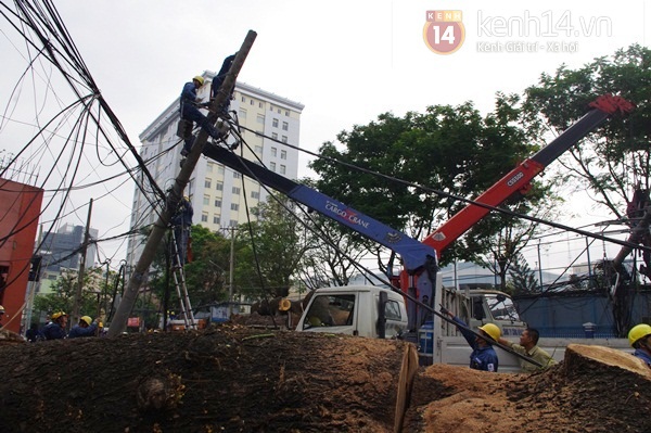 Sài Gòn: Cổ thụ bật gốc, hàng chục cột điện ngã đổ gây hoảng loạn 5