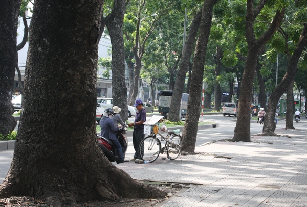 Ngắm hình ảnh cuối cùng về hàng cây cổ thụ tuyệt đẹp ở Sài Gòn sắp bị "xóa sổ" 1