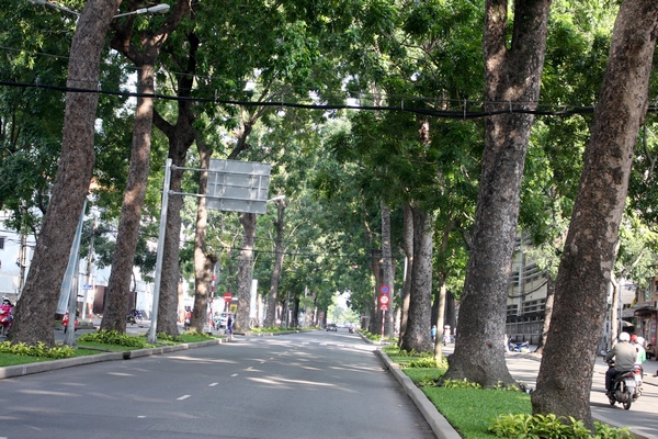 Ngắm hình ảnh cuối cùng về hàng cây cổ thụ tuyệt đẹp ở Sài Gòn sắp bị "xóa sổ" 3
