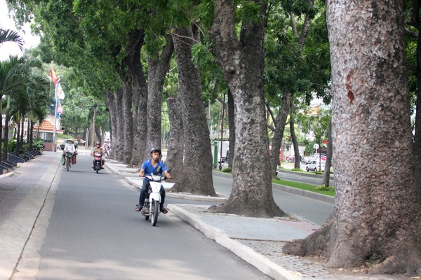 Ngắm hình ảnh cuối cùng về hàng cây cổ thụ tuyệt đẹp ở Sài Gòn sắp bị "xóa sổ" 4