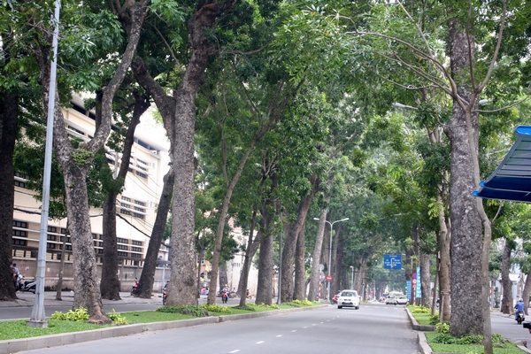 Ngắm hình ảnh cuối cùng về hàng cây cổ thụ tuyệt đẹp ở Sài Gòn sắp bị "xóa sổ" 2