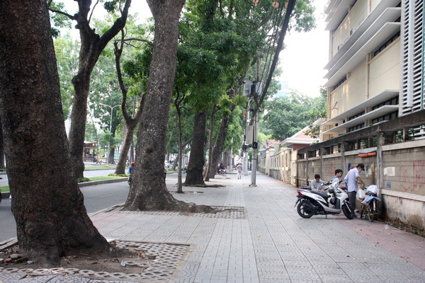 Ngắm hình ảnh cuối cùng về hàng cây cổ thụ tuyệt đẹp ở Sài Gòn sắp bị "xóa sổ" 8